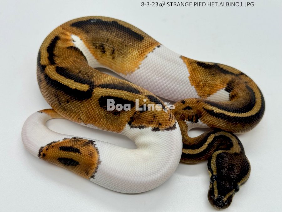 STRANGE PIED HET ALBINO